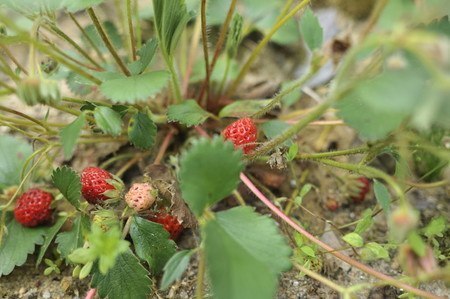 Fragaria vesca04.jpg