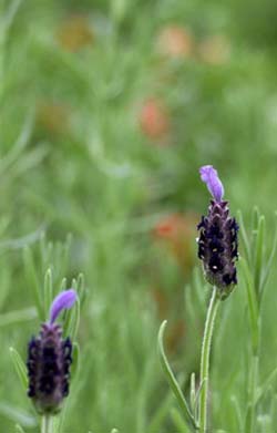 French lavender.jpg