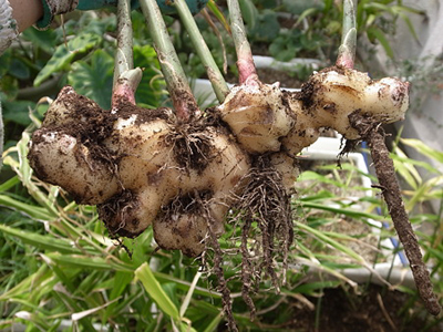 Ginger2.jpg
