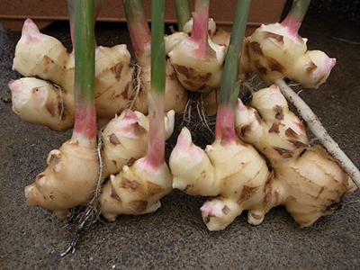 Ginger3.jpg