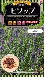 Hyssop (1).jpg