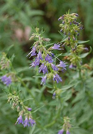 Hyssop (2).jpg