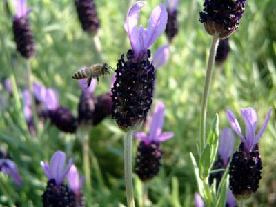 Lace lavender.jpg
