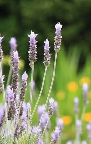 Lavandula dentata2.jpg