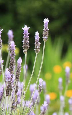 Lavandula dentata2.jpg