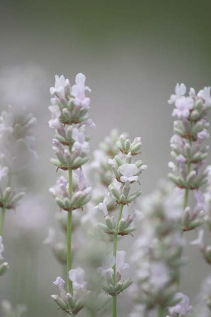 Lavender.jpg