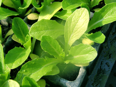 Lettuce1.jpg