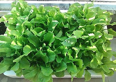 Lettuce2.jpg