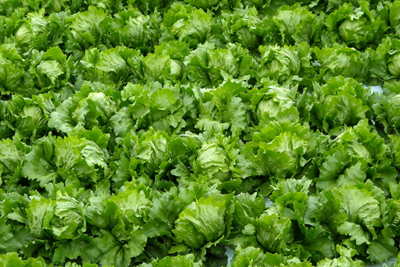 Lettuce (2).jpg