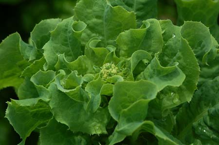 Lettuce (4).jpg