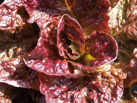 Lettuce (5).jpg