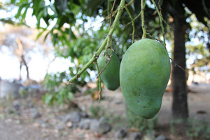 �}���S�[ �^�l����͔̍|