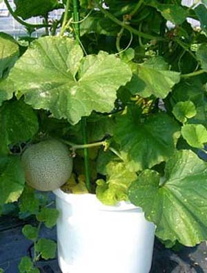 Muskmelon2.jpg