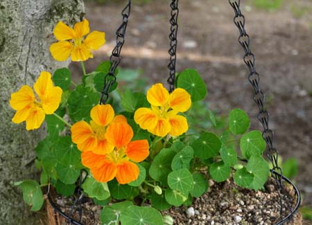 Nasturtium.jpg