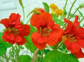 �i�X�^�`�E�� ��܂�