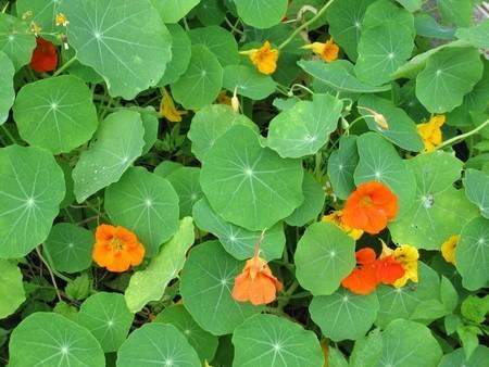 Nasturtium05.jpg