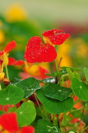 Nasturtium08.jpg