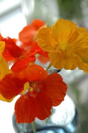 Nasturtium09.jpg