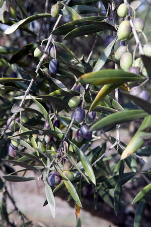 Olive (3).jpg