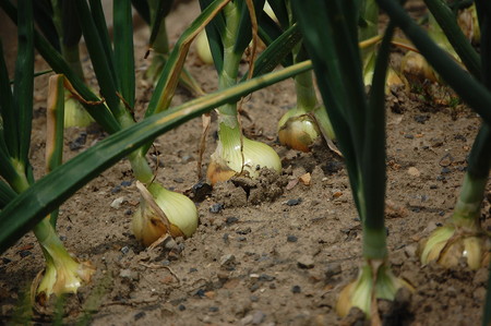 Onion (2).jpg