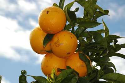 Oranges (1).jpg