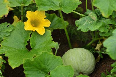Pumpkin2.jpg