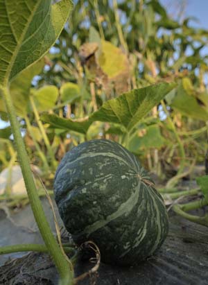 Pumpkin3.jpg