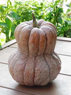 PumpkinC.jpg