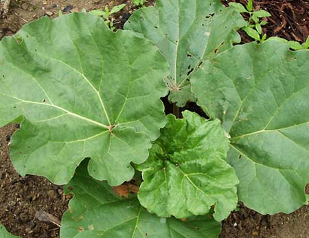 R.rhabarbarum (1).jpg