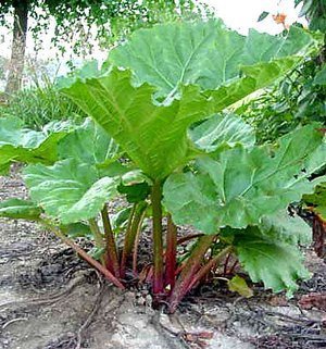 R.rhabarbarum (2).jpg