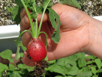 Radish1.jpg