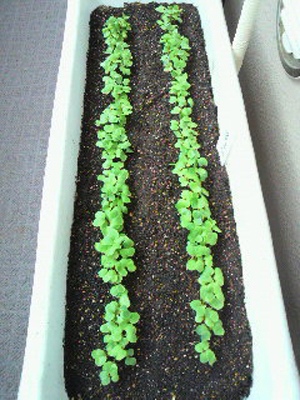 Radish2.jpg