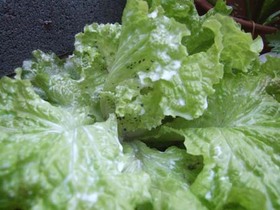 Red20Leaf20Lettuce-7646c.JPG