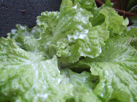Red Leaf Lettuce.JPG