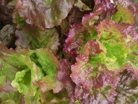 Red Leaf Lettuce (3).jpg