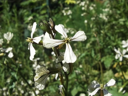 Rucola.jpg