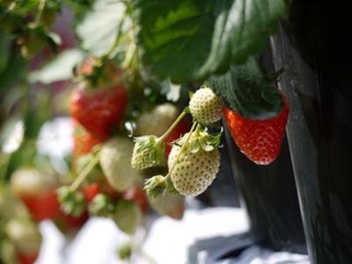 �C�`�S�̃v�����^�[�͔|�b������ߎ��ɒ��ӂ��Ă�����������n�I