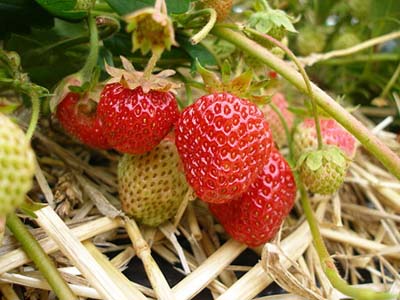 Strawberry20(13).jpg