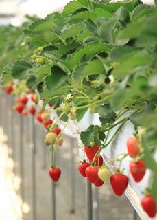 �C�`�S�̈�ĕ��b���N�������X�V����Ȃ�����n�I