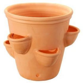 Strawberrypot.jpg