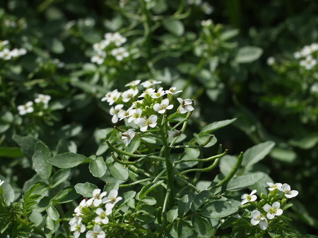Watercress (1).jpg