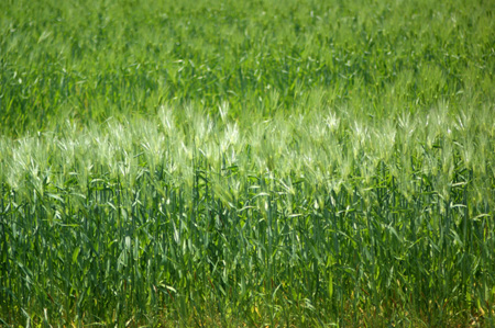 Wheat (2).jpg