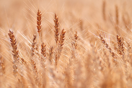 Wheat (3).jpg