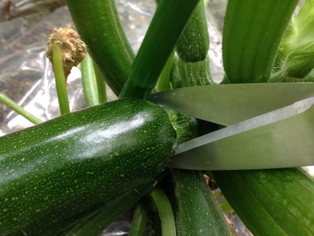 Zucchini006.jpg