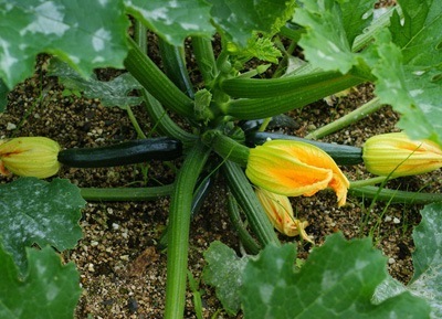 Zucchini (2).jpg