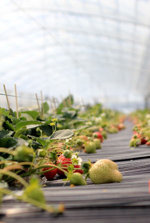 ameyokehausu (2).jpg