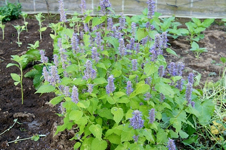 anise hyssop.jpg