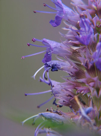 anise hyssop2.jpg