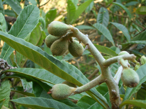 �r�� ��̈�ĕ�