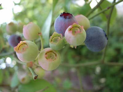 blueberry (1).jpg